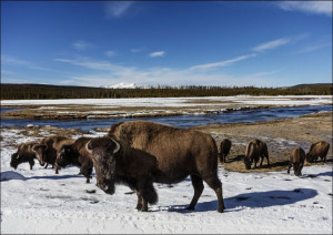 American bison, Carol Highsmith - plakat 84,1x59,4