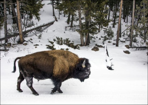 American bison, Carol Highsmith - plakat 50x40 cm