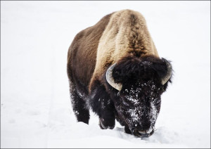 American bison, or buffaloes, in Yellowstone Natio