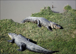 Alligator Alley has 20 acres of natural cypress sw