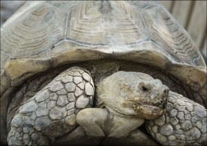 An old turtle, Carol Highsmith - plakat 100x70 cm
