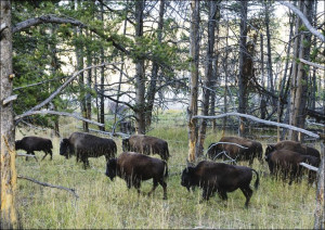 American bison, or buffaloes, in Yellowstone Natio
