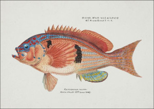 Antique fish caesioperca rasor sea perch, F. E. Cl