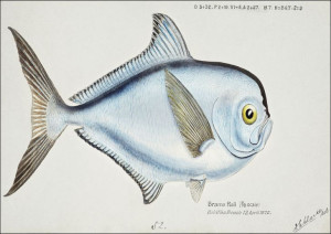 Antique fish Brama brama, F. E. Clarke - plakat 30
