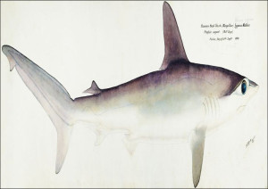 Antique fish Hammerhead Shark, F. E. Clarke - plak
