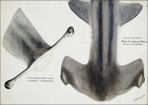 Antique fish Hammerhead Shark, F. E. Clarke - plak
