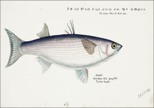 Antique fish Flathead grey mullet, F. E. Clarke -
