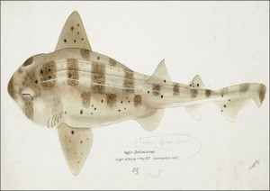 Antique fish Carpet Shark, F. E. Clarke - plakat 8