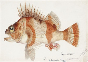 Antique fish helicolenus percoides perch, F. E. Cl