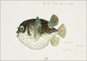 Antique fish diodon sp porcupine fish, F. E. Clark