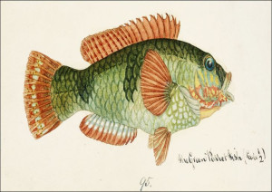 Antique fish Labrida, F. E. Clarke - plakat 50x40