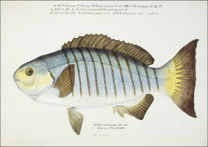 Antique fish Blackfish, F. E. Clarke - plakat 91,5