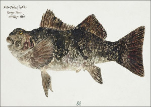 Antique fish aplodactylus arctidens marblefish kek