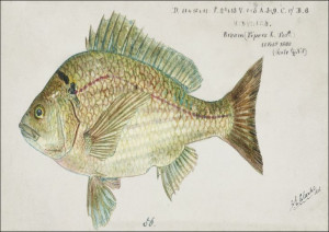 Antique fish acanthopagrus butcheri black bream, F