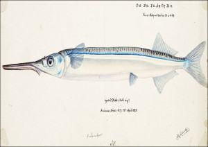 Antique fish Hyporhamphus Melanochir, F. E. Clarke