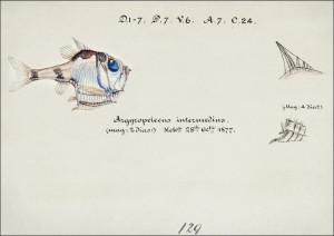 Antique drawing watercolor common hatchetfish mari