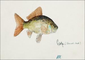 Antique fish Goldfish, F. E. Clarke - plakat 29,7x
