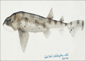 Antique fish Carpet Shark, F. E. Clarke - plakat 6