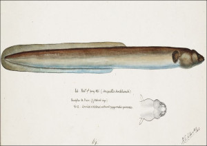 Antique fish Anguilla Dieffenbachii, F. E. Clarke