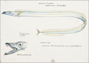 Antique fish Benthodesmus Elongatus, F. E. Clarke