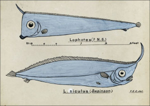 Antique fish Crested Bandfish, F. E. Clarke - plak