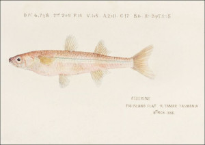 Antique fish athennidae, F. E. Clarke - plakat 84,