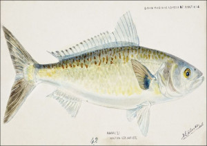 Antique fish Arripis trutta, F. E. Clarke - plakat
