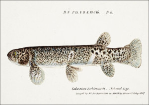 Antique Climbing Galaxias, F. E. Clarke - plakat 4