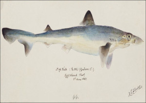 Antique fish galeorhinus galeus requiem shark, F.