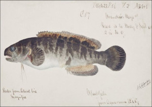 Antique fish bladefish possibly freshwater specime