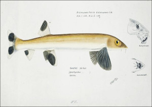 Antique fish gonorynchus fosteri sand fish, F. E.