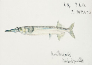 Antique fish hyporhamphus melanochir southern sea
