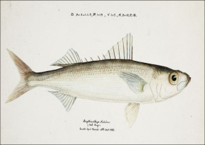 Antique drawing watercolor fish Emmelichthys Nitid