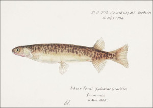 Antique fish galaxias gracilis dwarf inanga, F. E.