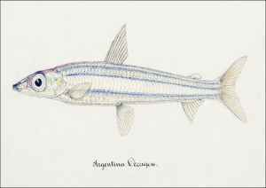 Antique drawing watercolor fish Argentina Elongata