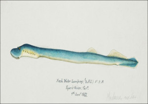 Antique fish geotria australis fresh water lamprey
