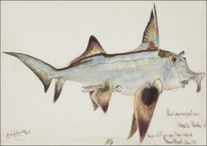 Antique fish callorhynchus milii elephant fish, F.