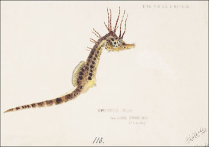 Antique fish hippocampus abdominalis seahorse, F.