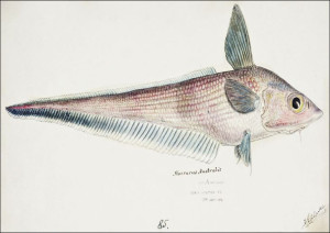 Antique fish Coelorinchus, F. E. Clarke - plakat 4