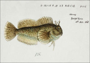 Antique fish blenniidae blenny, F. E. Clarke - pla
