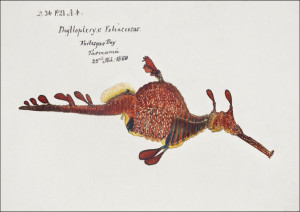 Antique fish phyllopteryx taeniolatus, F. E. Clark