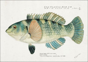 Antique fish Wrasse, F. E. Clarke - plakat 60x40 c