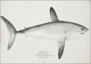 Antique fish Porbeagle Shark, F. E. Clarke - plaka