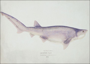 Antique fish Tiger Shark, F. E. Clarke - plakat 30