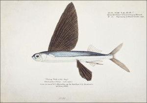 Antique Flyfish, F. E. Clarke - plakat 29,7x21 cm