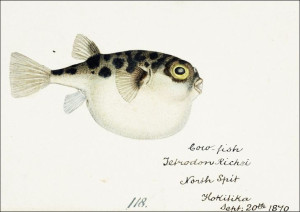 Antique fish Tetraodon gillbanksii, F. E. Clarke -