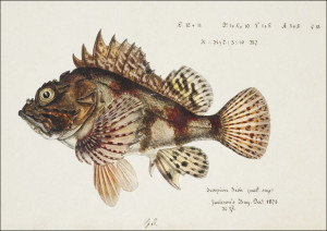 Antique Red Scorpion fish, F. E. Clarke - plakat 1