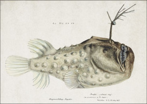 Antique Prickly anglerfish, F. E. Clarke - plakat