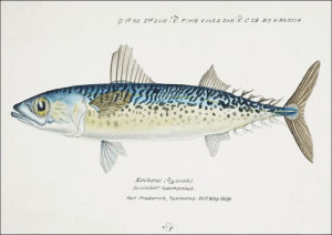 Antique fish scomber australasicus blue mackerel,