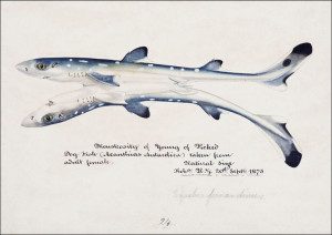 Antique fish Spotted spiny Dogfish, F. E. Clarke -
